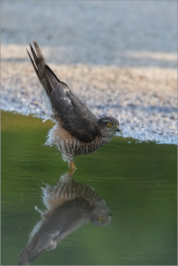 Krahujec obecný  ( Accipiter nisus )