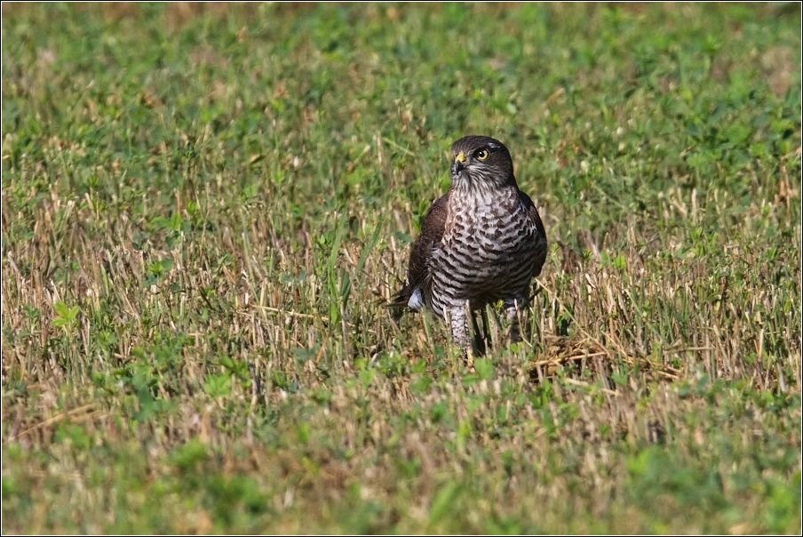 Krahujec obecný  ( Accipiter nisus )