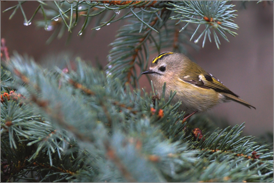 Králíček obecný ( Regulus regulus )