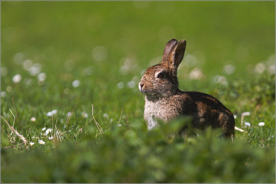 Králík divoký  ( Oryctolagus cuniculus )