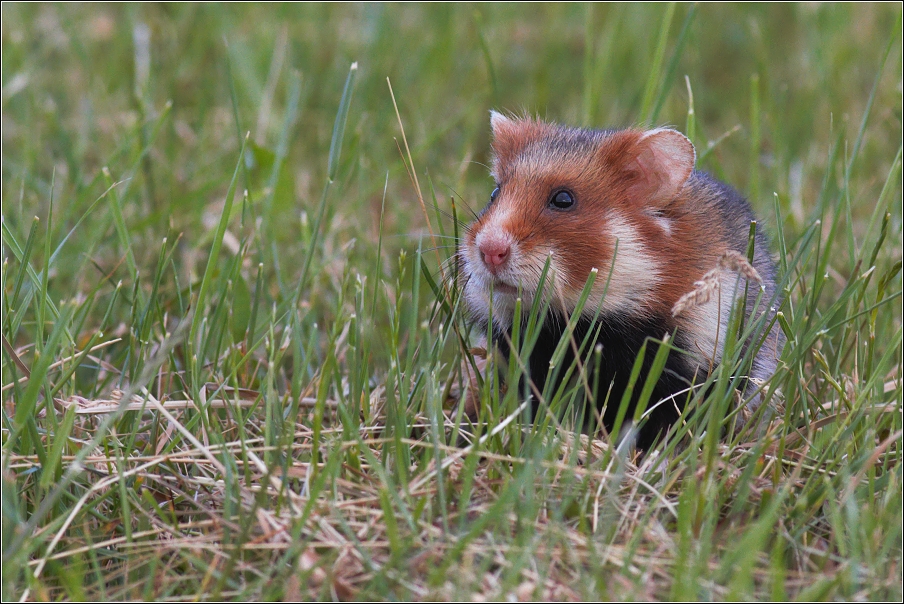 Křeček polní  / Cricetus cricetus )