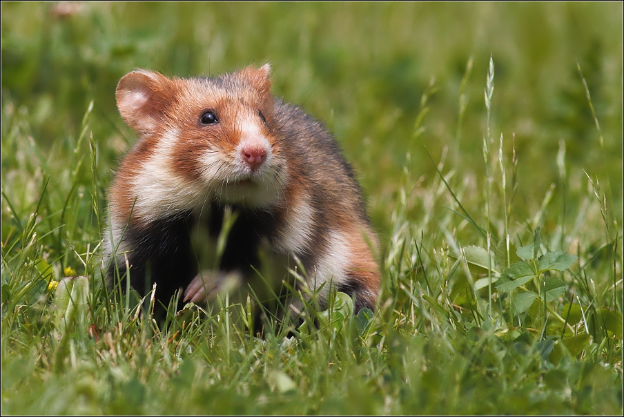 Křeček polní  / Cricetus cricetus )