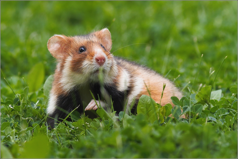 Křeček polní  / Cricetus cricetus )