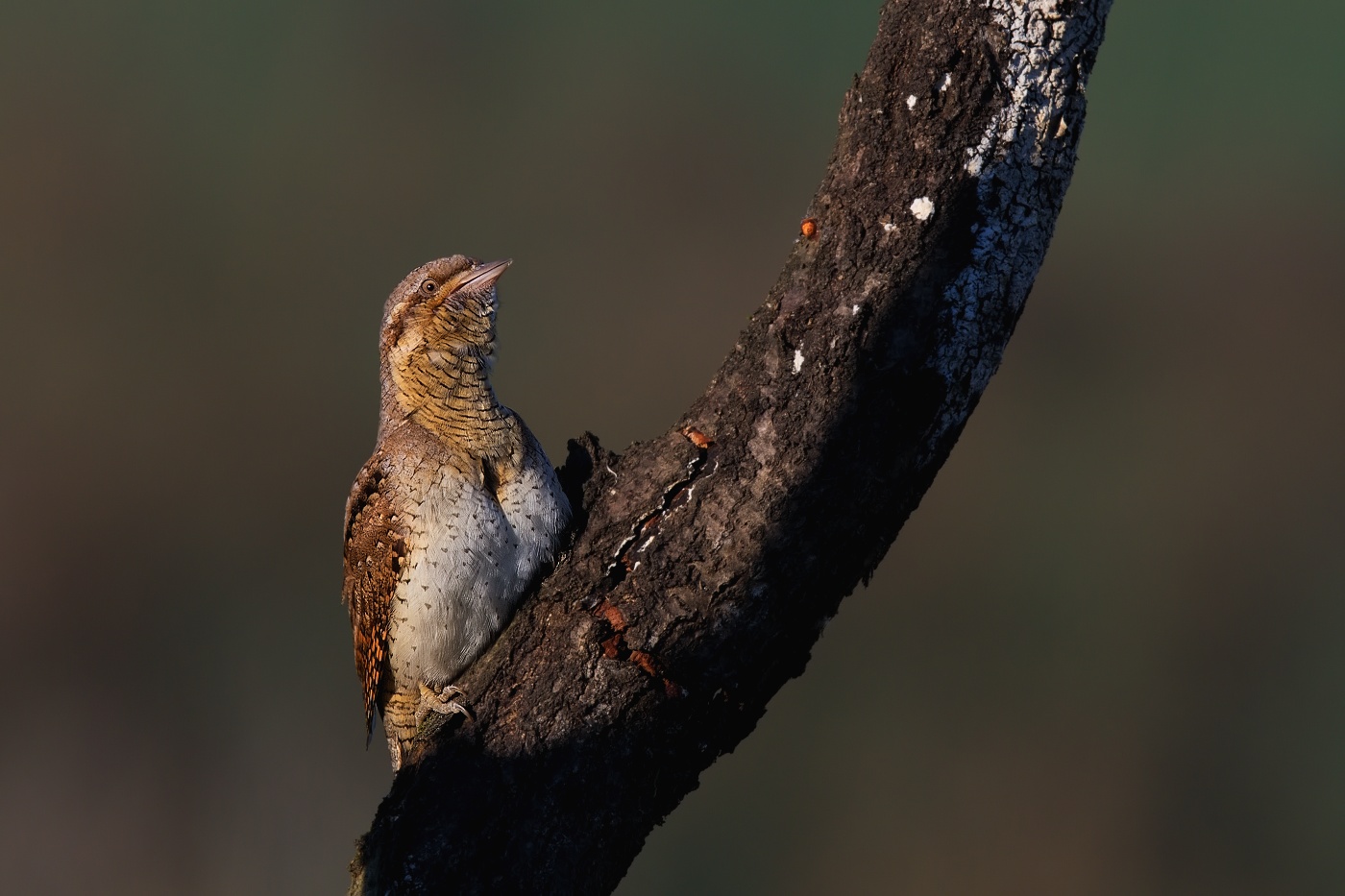 krutihlav obecný  ( Jynx torguilla )