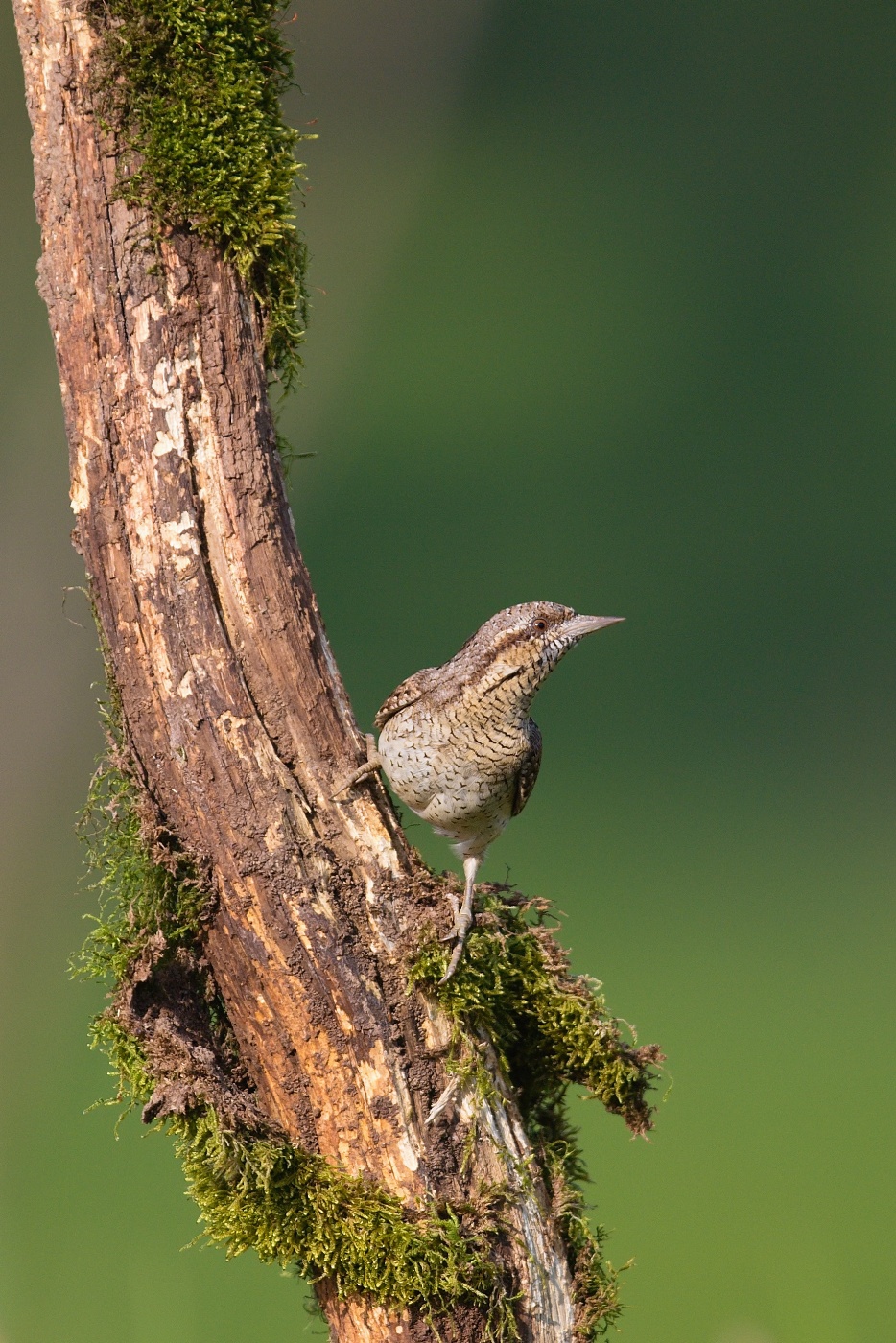 Krutihlav obecný  ( Jynx torguilla )