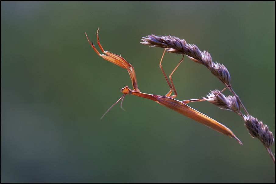 Kudlanka nábožná ( Mantis religiosa )