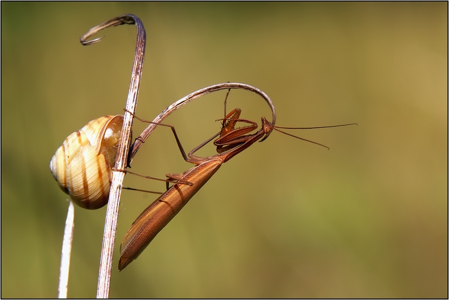 Kudlanka nábožná ( Mantis religiosa )