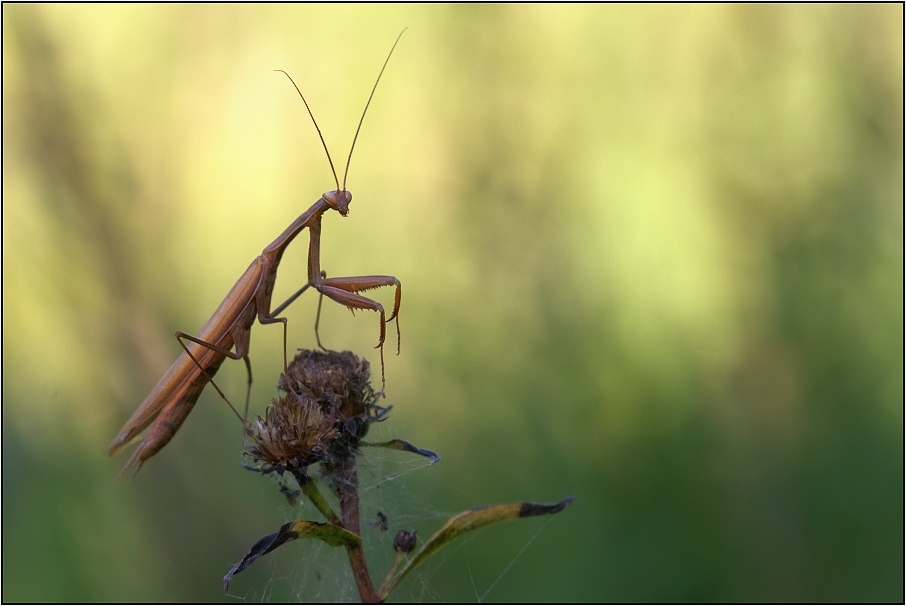 Kudlanka nábožná ( Mantis religiosa )