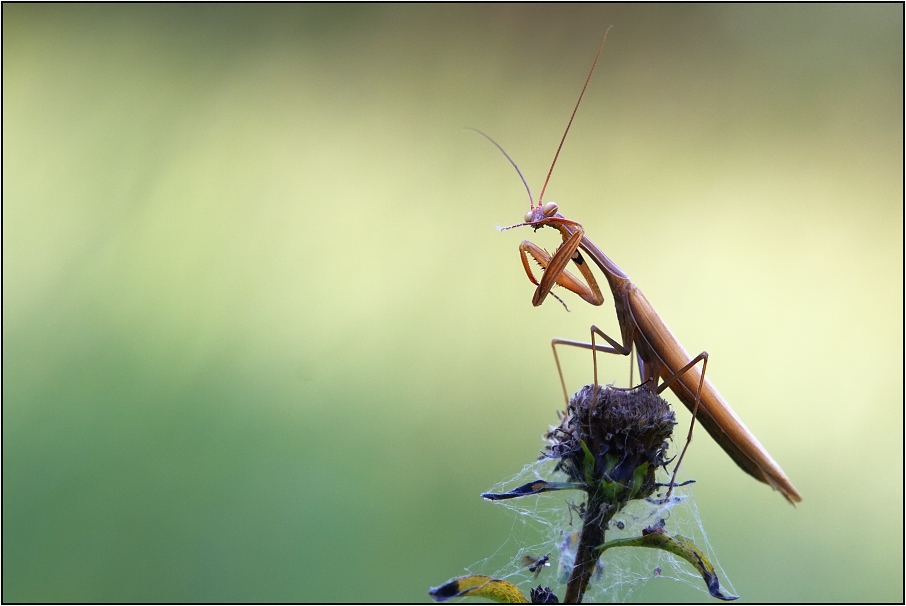 Kudlanka nábožná ( Mantis religiosa )