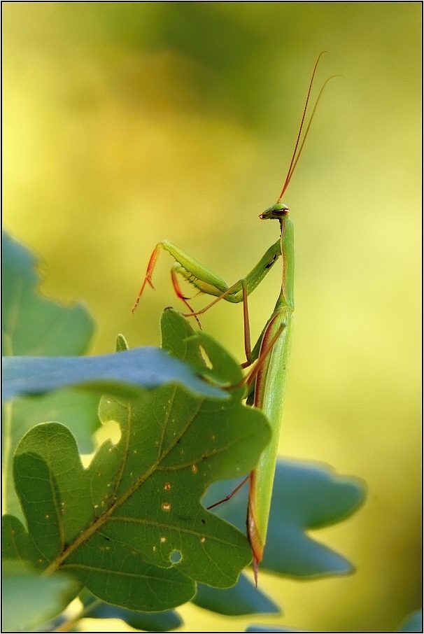 Kudlanka nábožná ( Mantis religiosa )