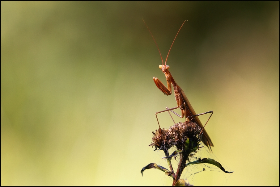 Kudlanka nábožná ( Mantis religiosa )