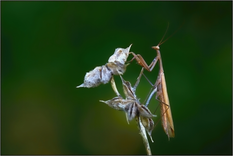 Kudlanka nábožná ( Mantis religiosa )