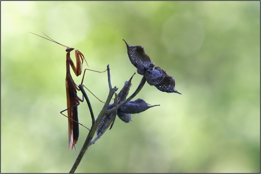 Kudlanka nábožná ( Mantis religiosa )