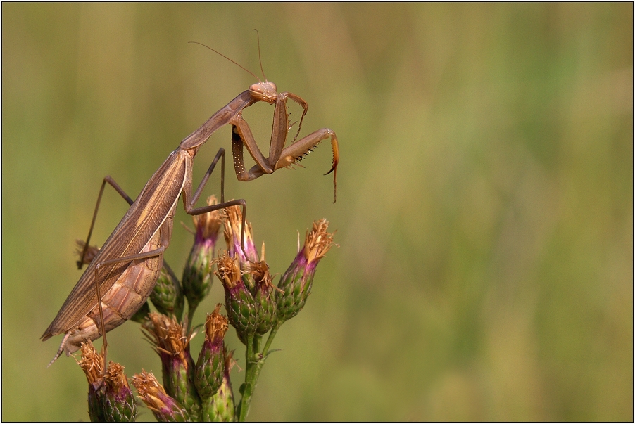 Kudlanka nábožná ( Mantis religiosa )