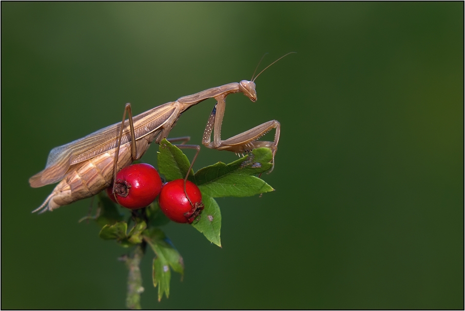 Kudlanka nábožná ( Mantis religiosa )