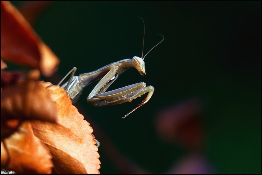 Kudlanka nábožná ( Mantis religiosa )