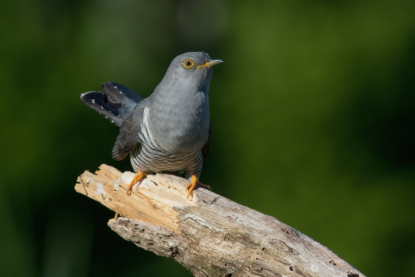 Kukačka obecná  (Cuculus canorus )