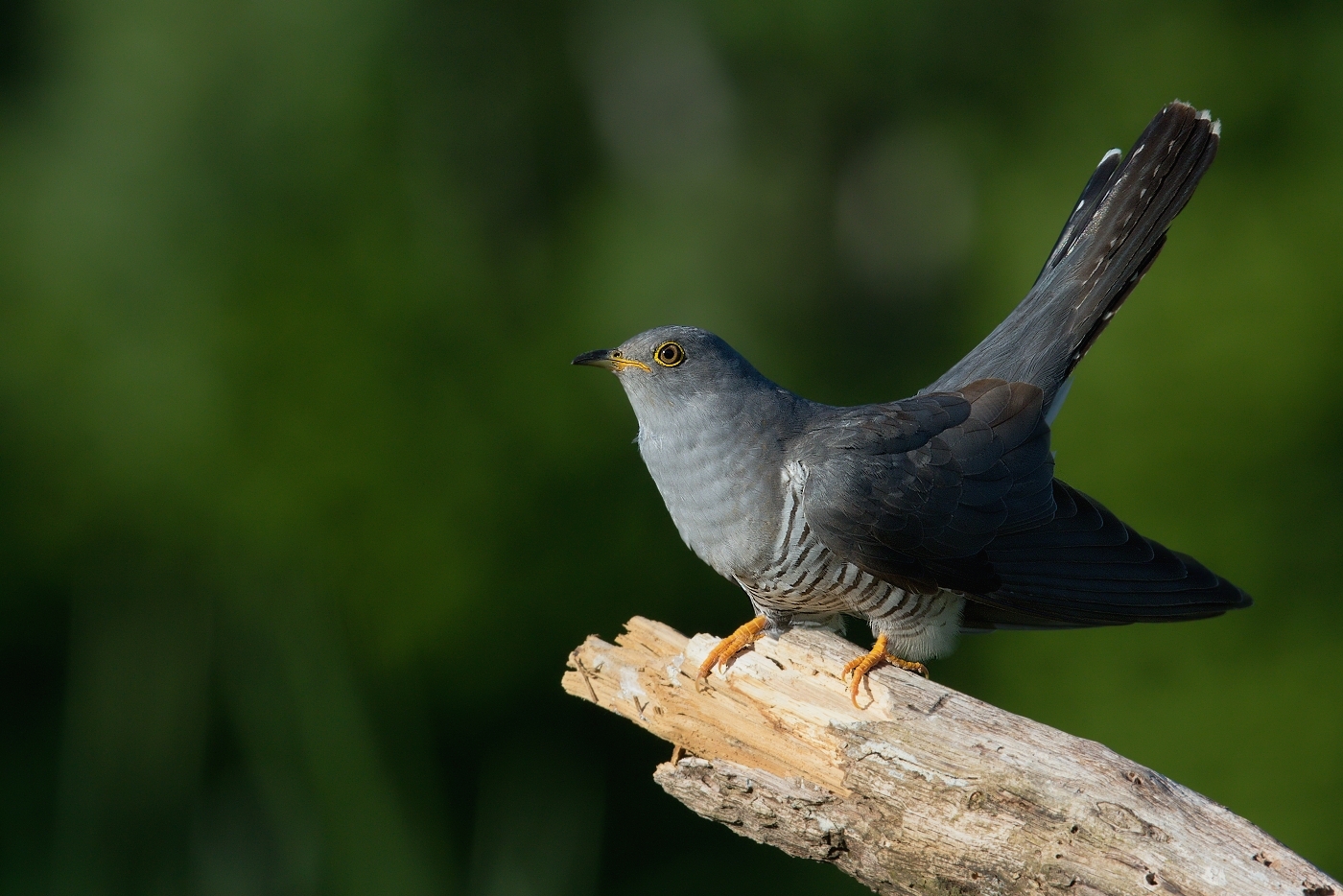 Kukačka obecná  (Cuculus canorus )