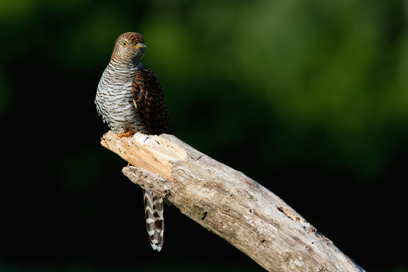 Kukačka obecná  (Cuculus canorus )