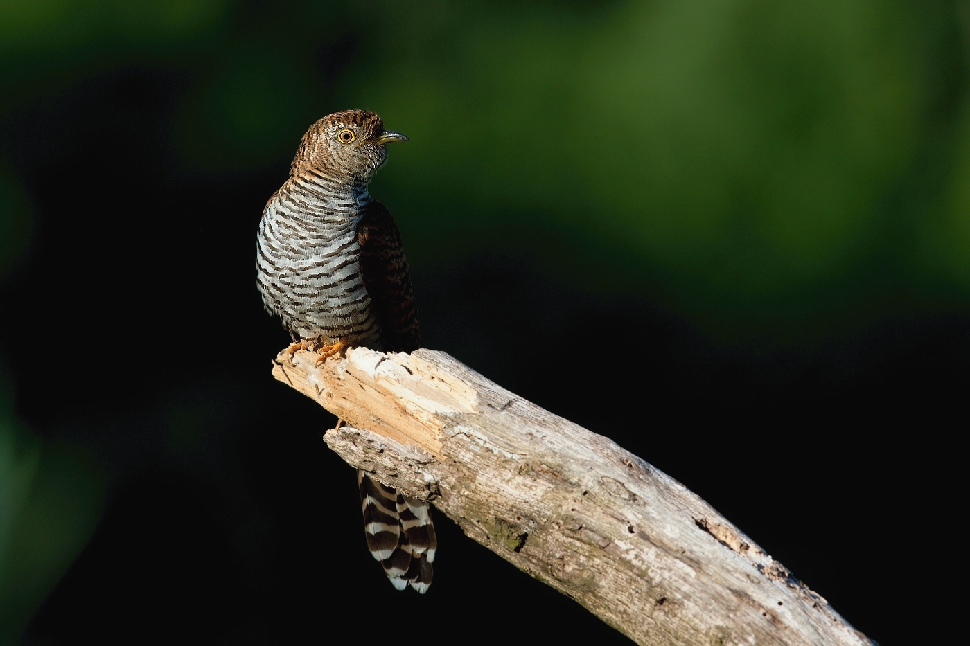 Kukačka obecná  (Cuculus canorus )