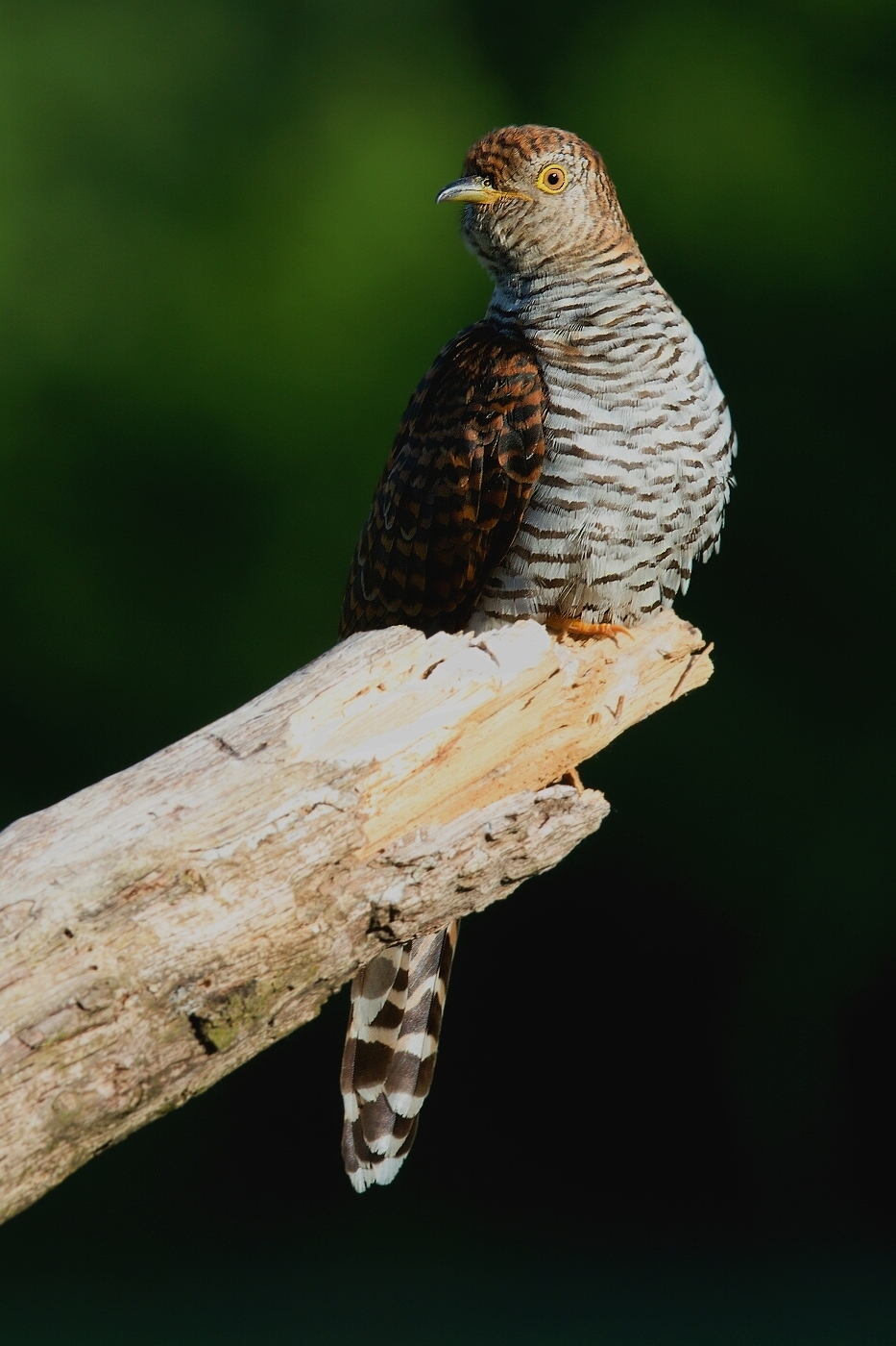 Kukačka obecná  (Cuculus canorus )