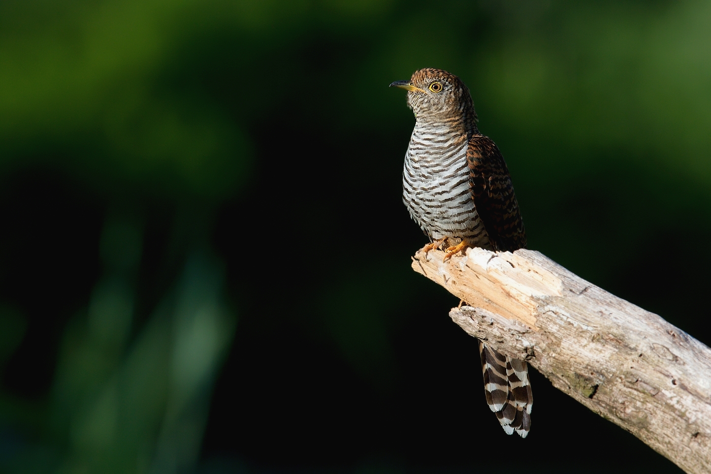 Kukačka obecná  (Cuculus canorus )