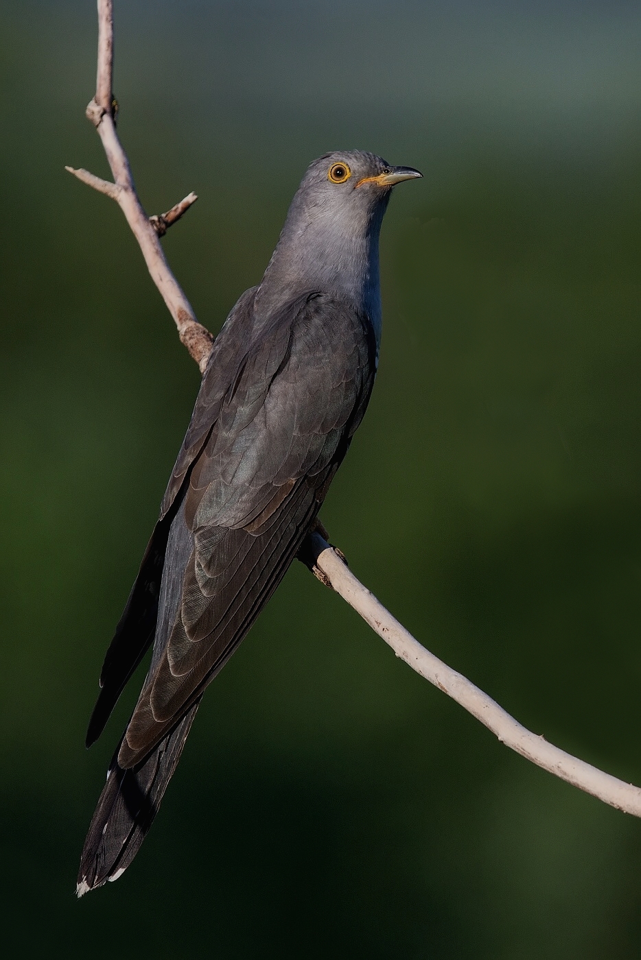 Kukačka obecná  (Cuculus canorus )