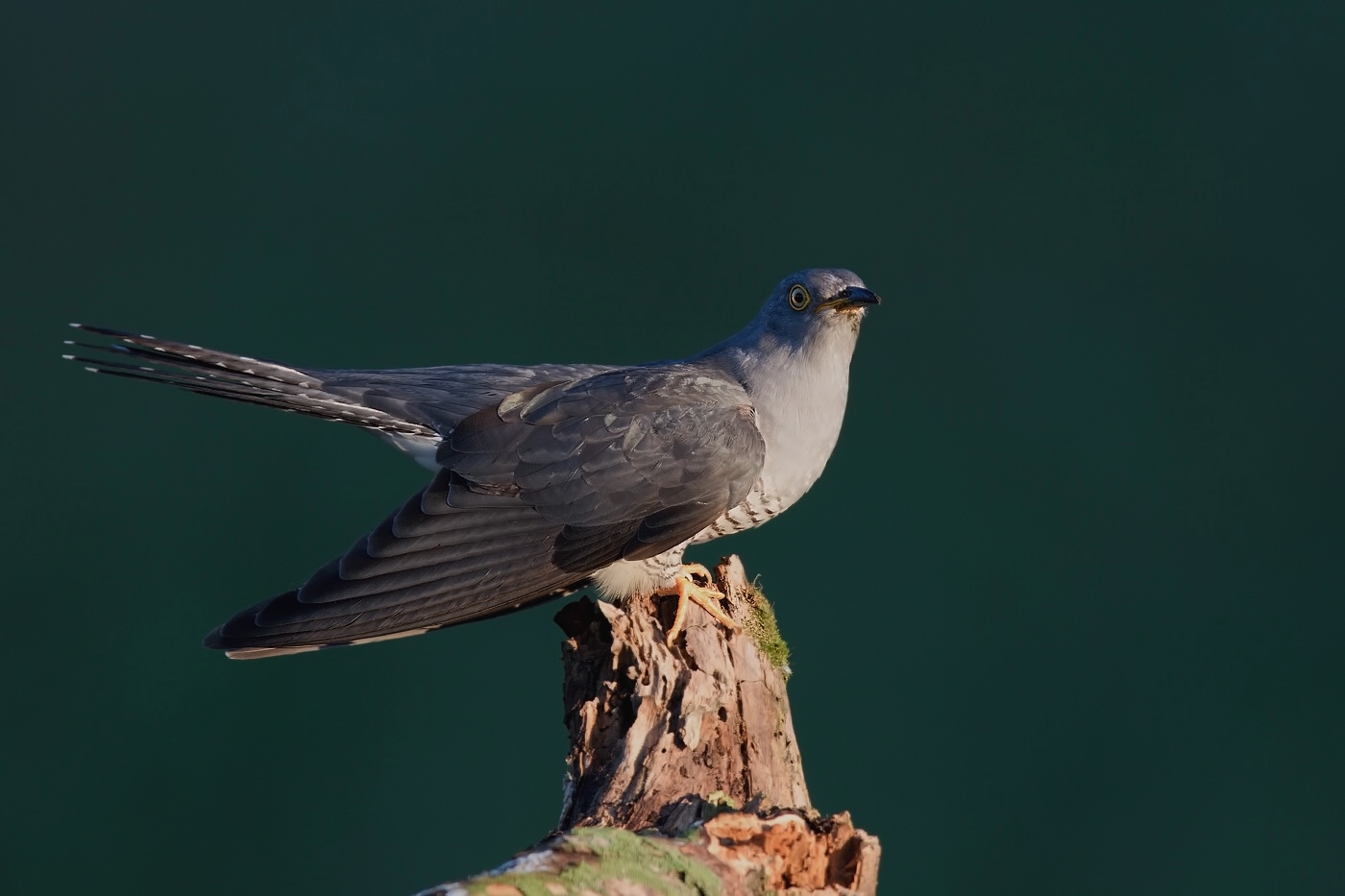 Kukačka obecná  (Cuculus canorus )