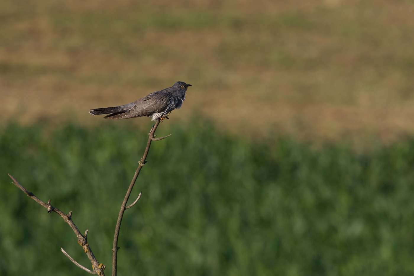 Kukačka obecná  (Cuculus canorus )