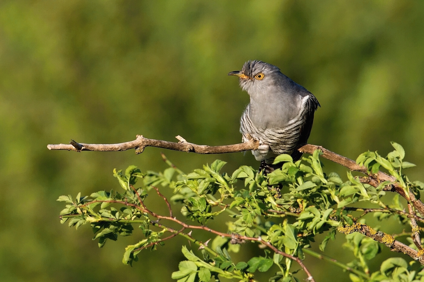 Kukačka obecná  (Cuculus canorus )