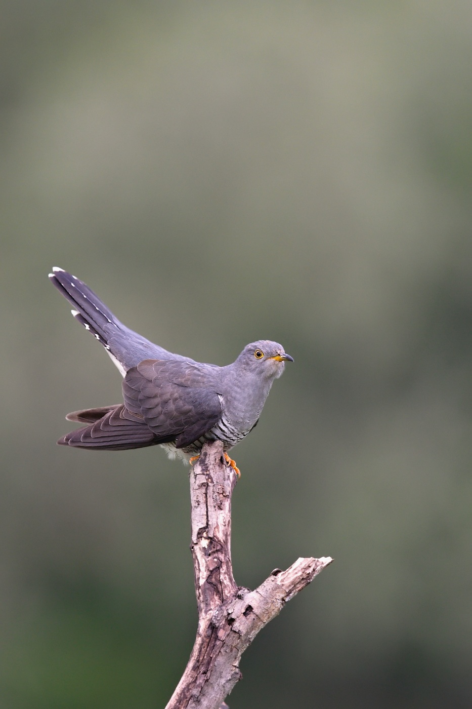 Kukačka obecná ( Cuculus canorus )