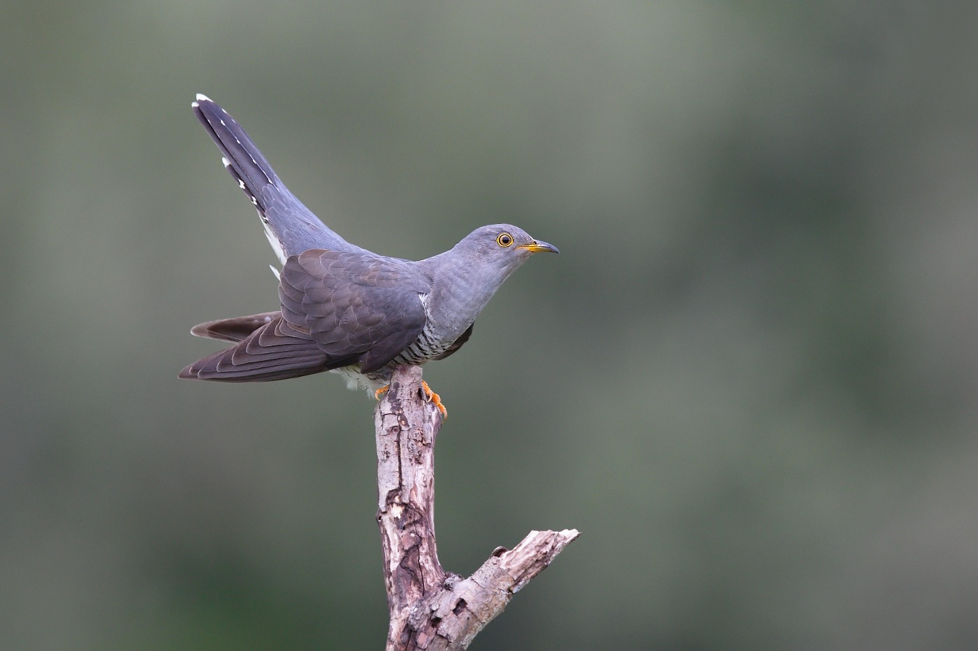 Kukačka obecná ( Cuculus canorus )