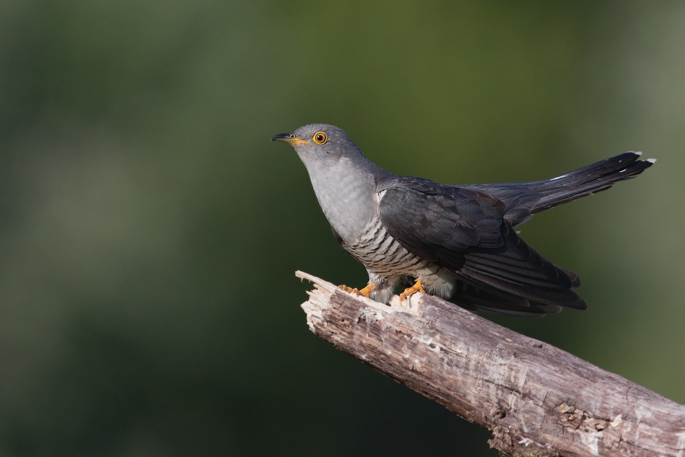 Kukačka obecná ( Cuculus canorus )