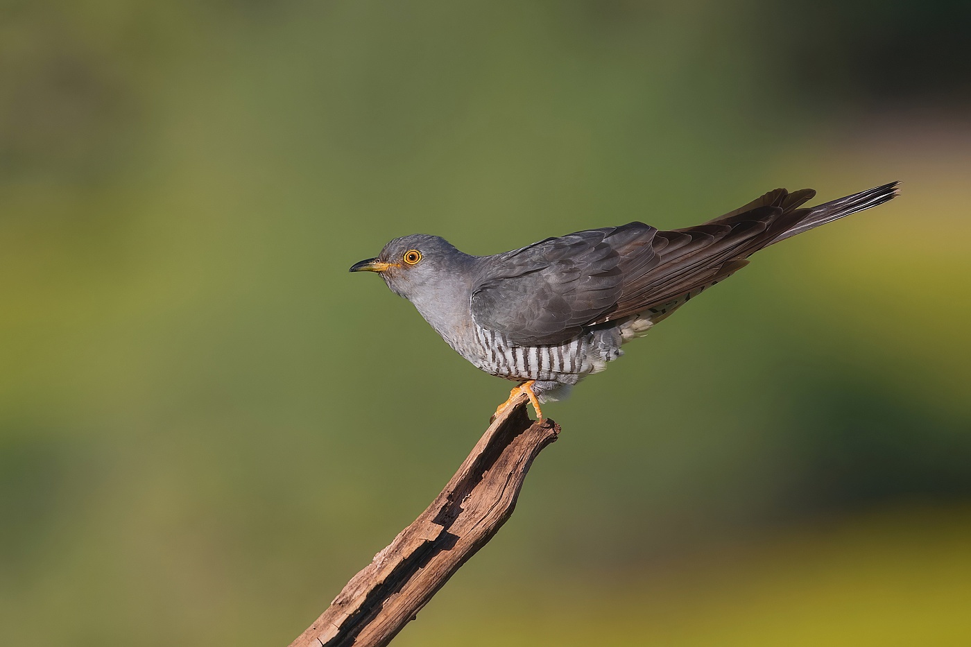 Kukačka obecná ( Cuculus canorus )