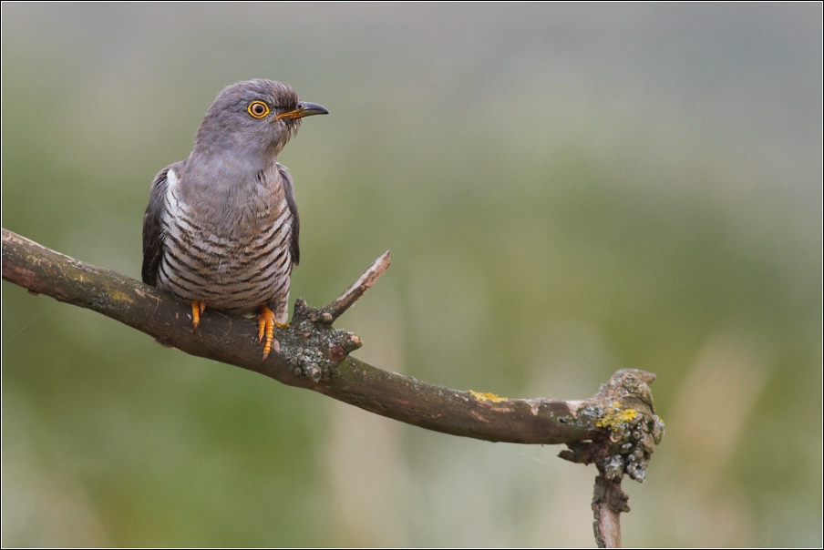 Kukačka obecná  ( Cuculus canorus )