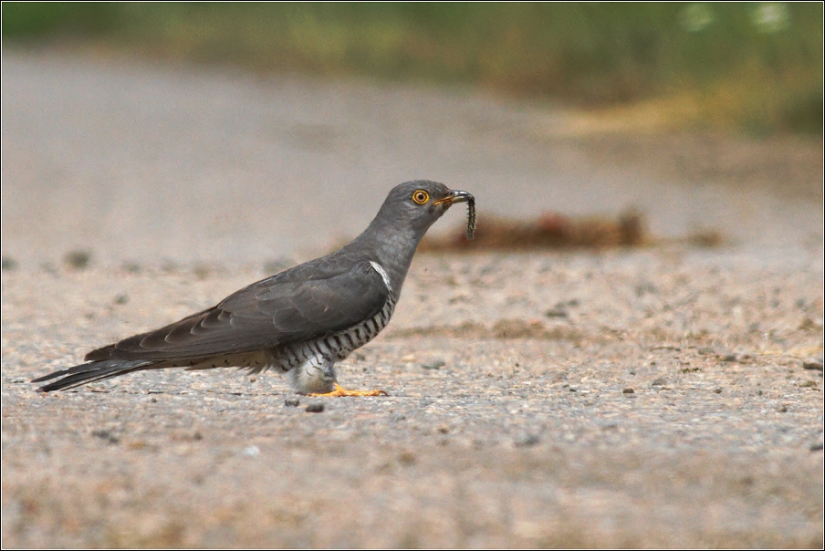 Kukačka obecná  ( Cuculus canorus )