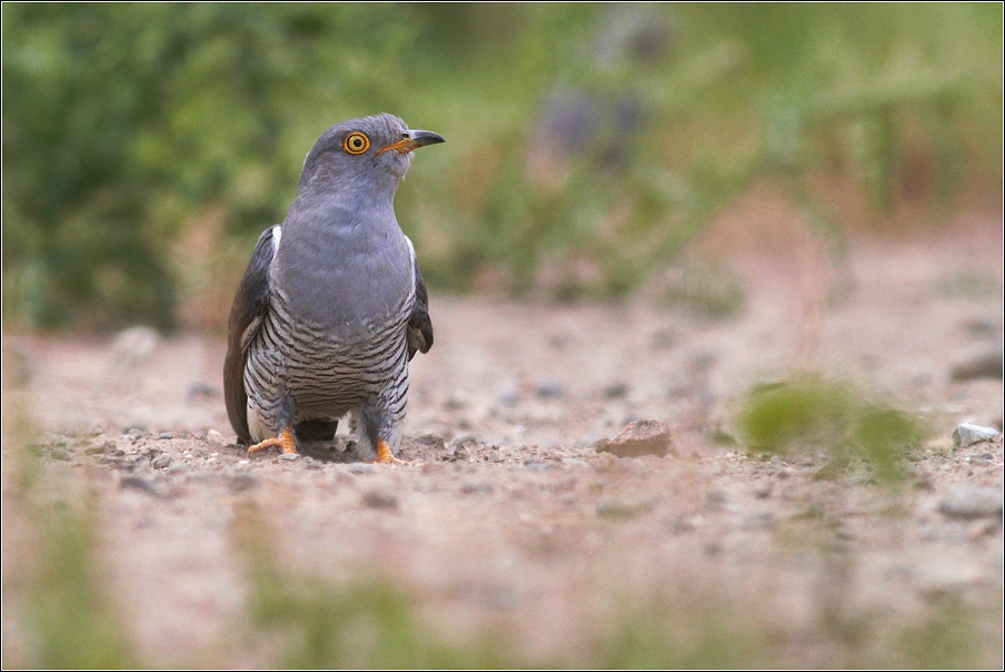 Kukačka obecná  ( Cuculus canorus )