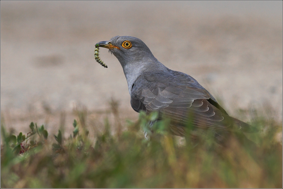 Kukačka obecná  ( Cuculus canorus )