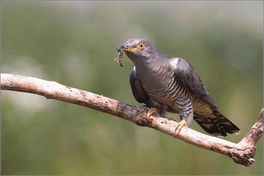 Kukačka obecná  ( Cuculus canorus )