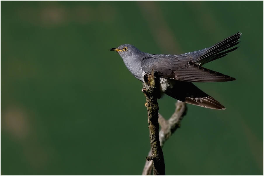 Kukačka obecná  ( Cuculus canorus )