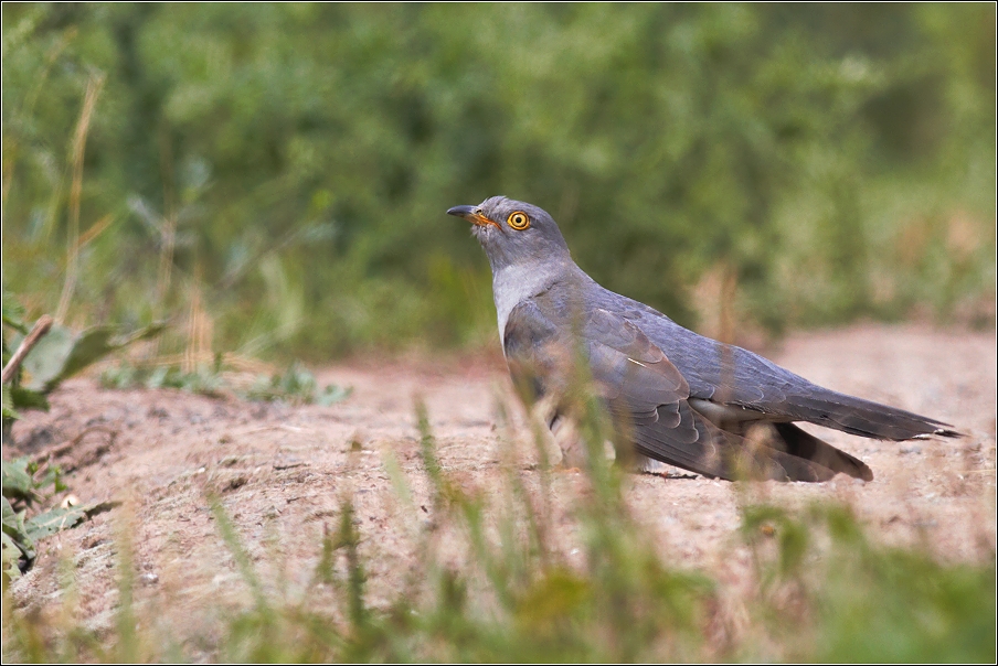 Kukačka obecná  ( Cuculus conarus )