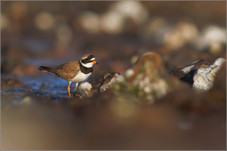 Kulík písečný ( Charadrius hiaticula )