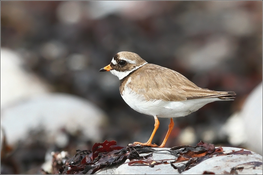 Kulík písečný ( Charadrius hiaticula )