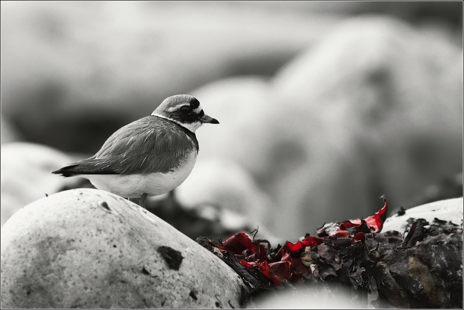 Kulík písečný ( Charadrius hiaticula )