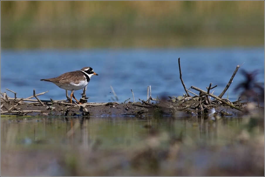 Kulík písečný  ( Charadrius hiaticula )