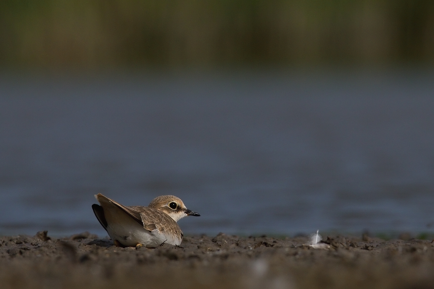 Kulík říční  ( Charadrius dubius )