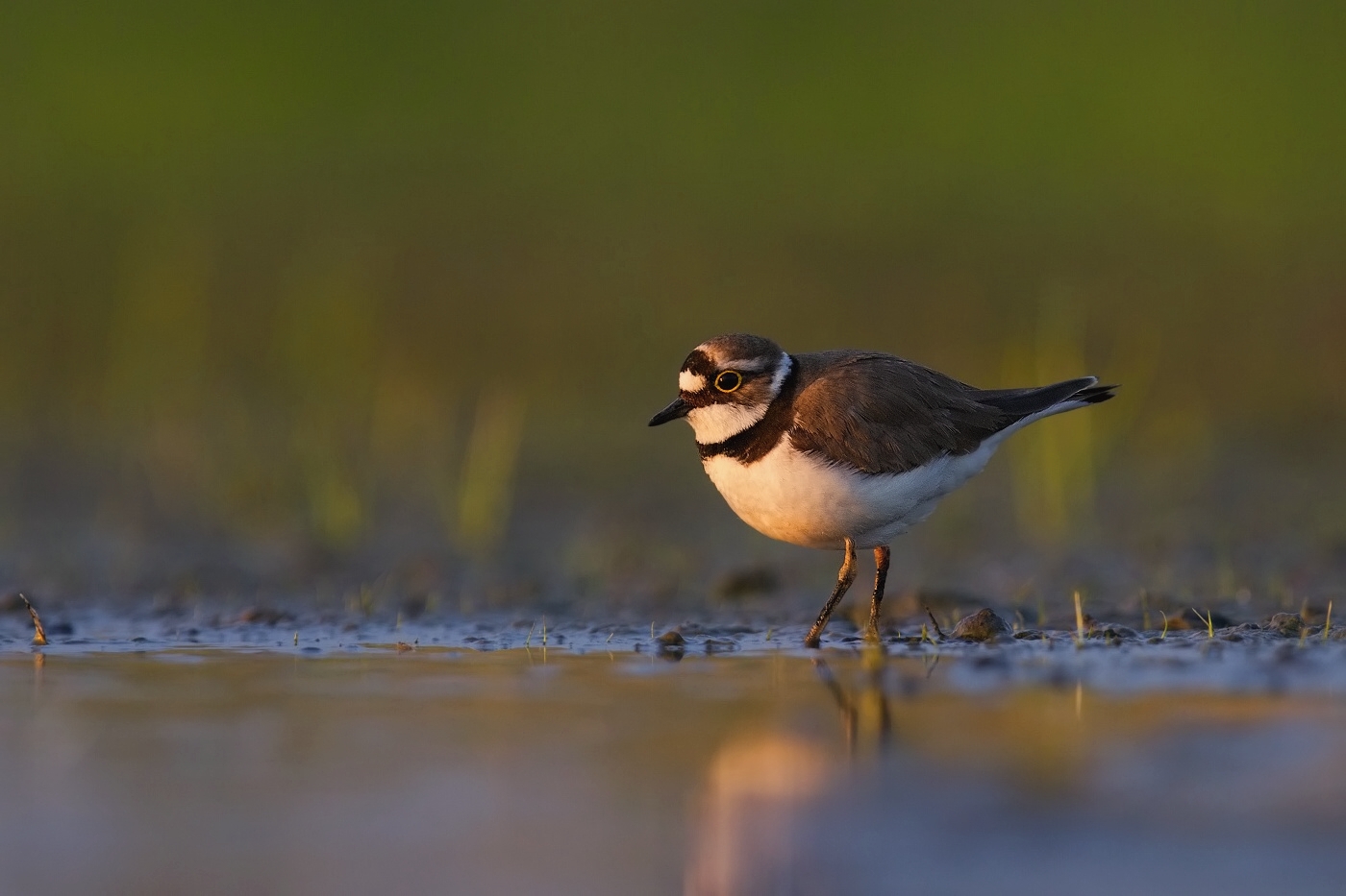 Kulík říční  ( Charadrius dubius )