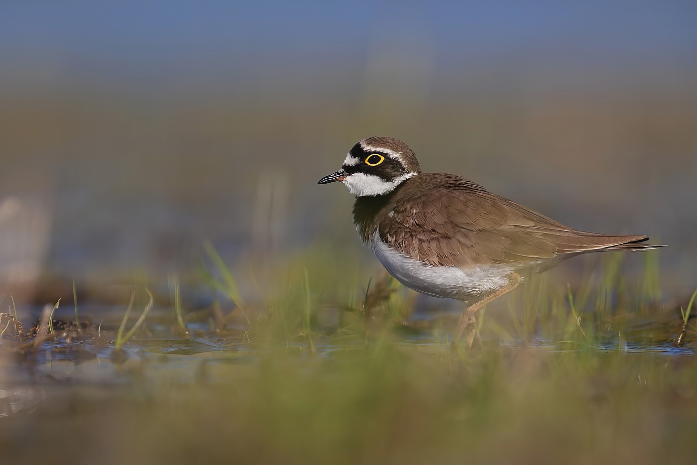 Kulík říční  ( Charadrius dubius )