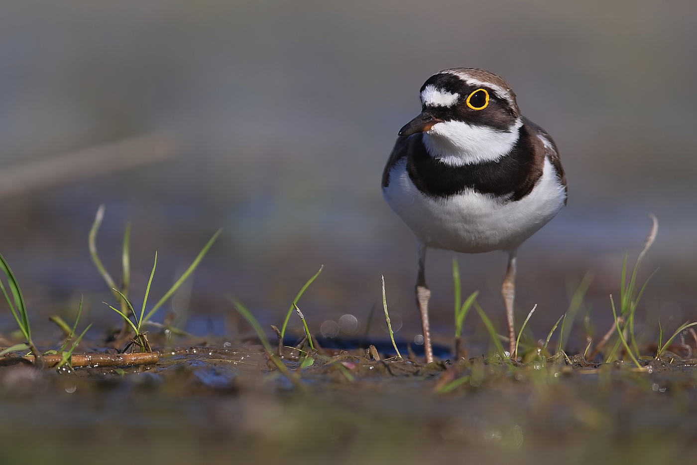 Kulík říční  ( Charadrius dubius )