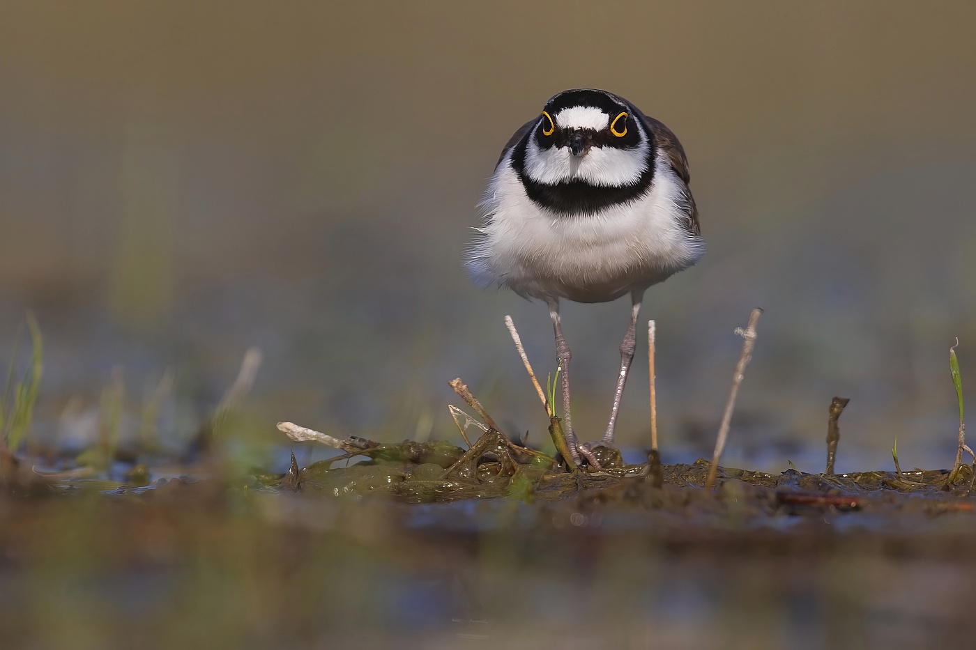 Kulík říční  ( Charadrius dubius )